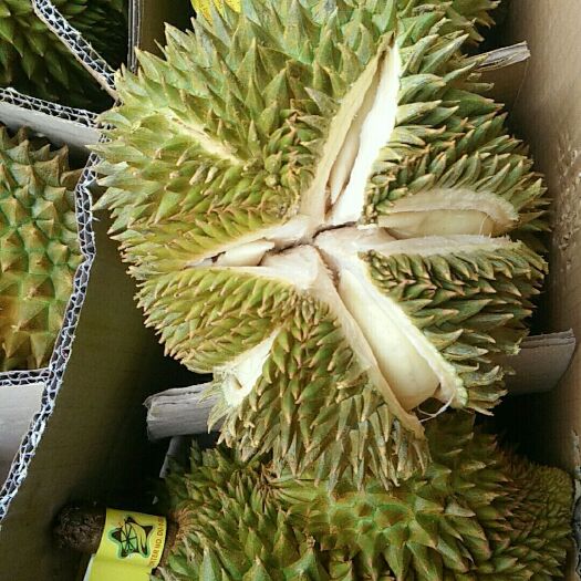 南宁泰国榴莲 一件代发
