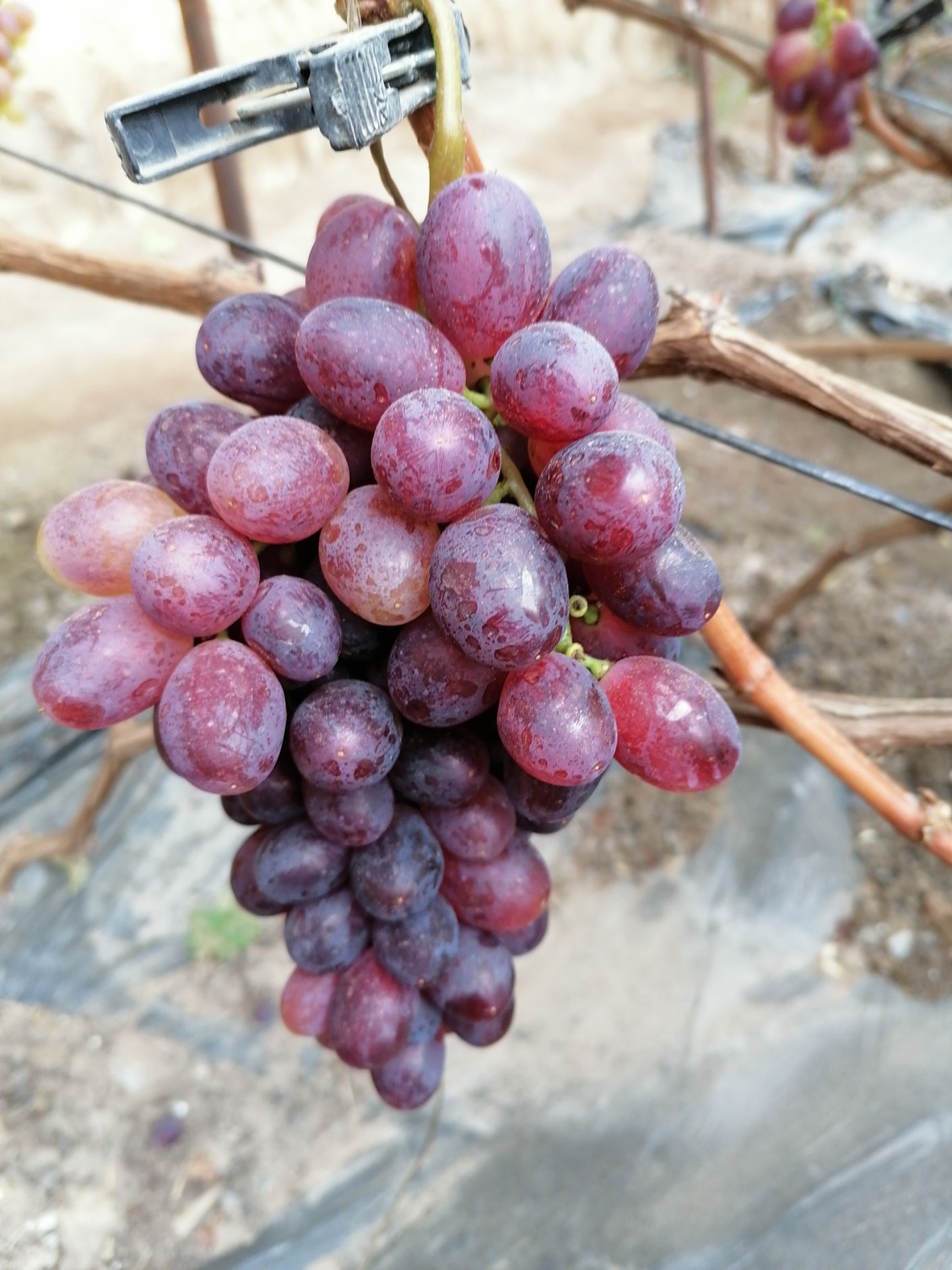 春红1号葡萄 鲜果，现要，现摘