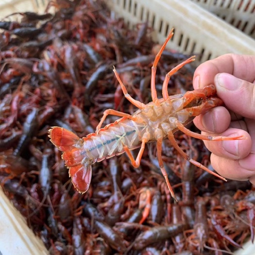 海口 海南小龙虾批发