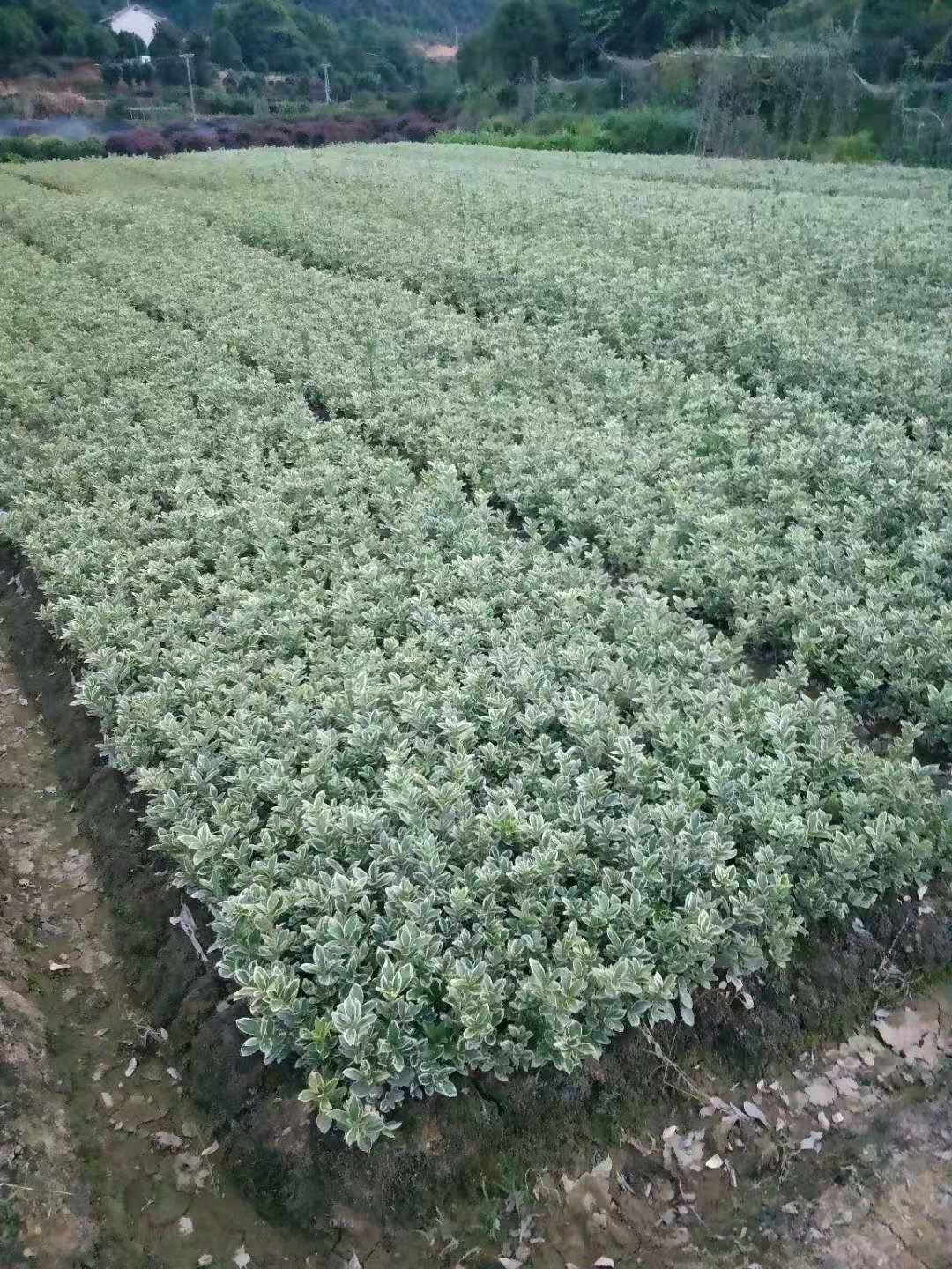 金边黄杨小毛球 20/30  金边黄杨小苗