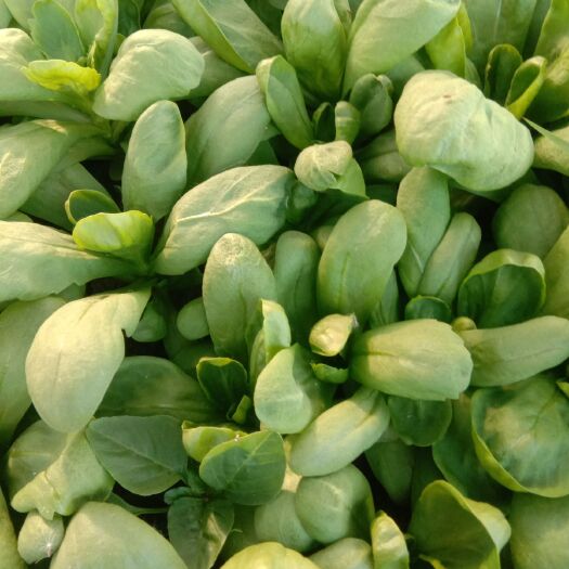 南通茼蒿 5cm以下