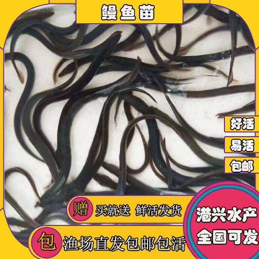 清远[优质品种]鳗鱼苗 美洲鳗鱼苗 人工养殖  好养快大
