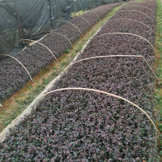 荔浦市红花黑珍珠红继木