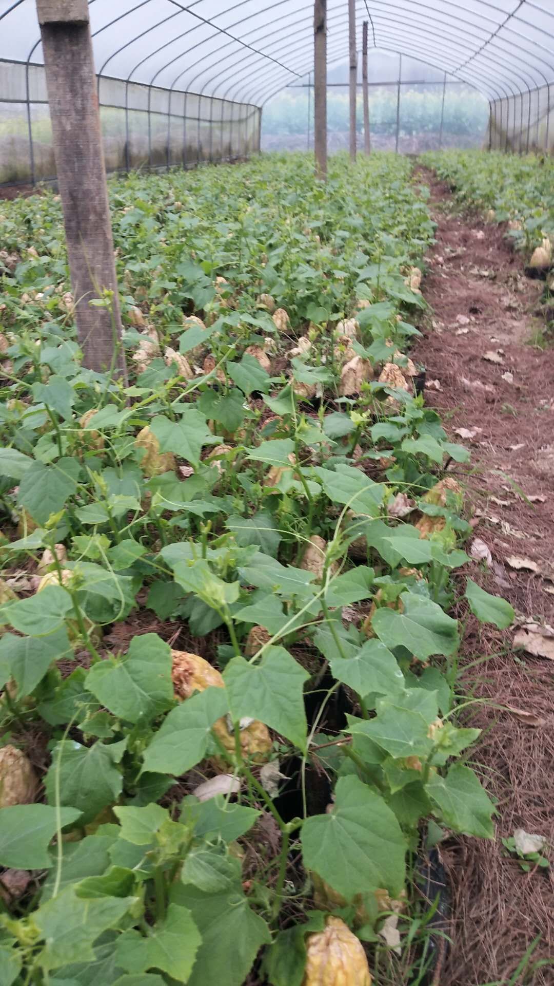 佛手瓜苗佛手瓜种 佛手瓜藤尖 支持一件代发全国包邮