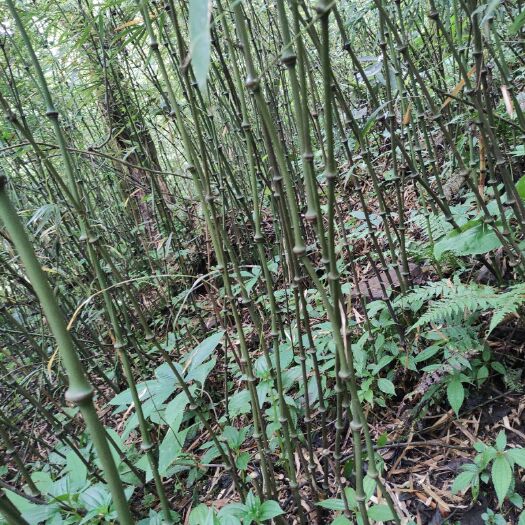 盐津县 小罗汉竹