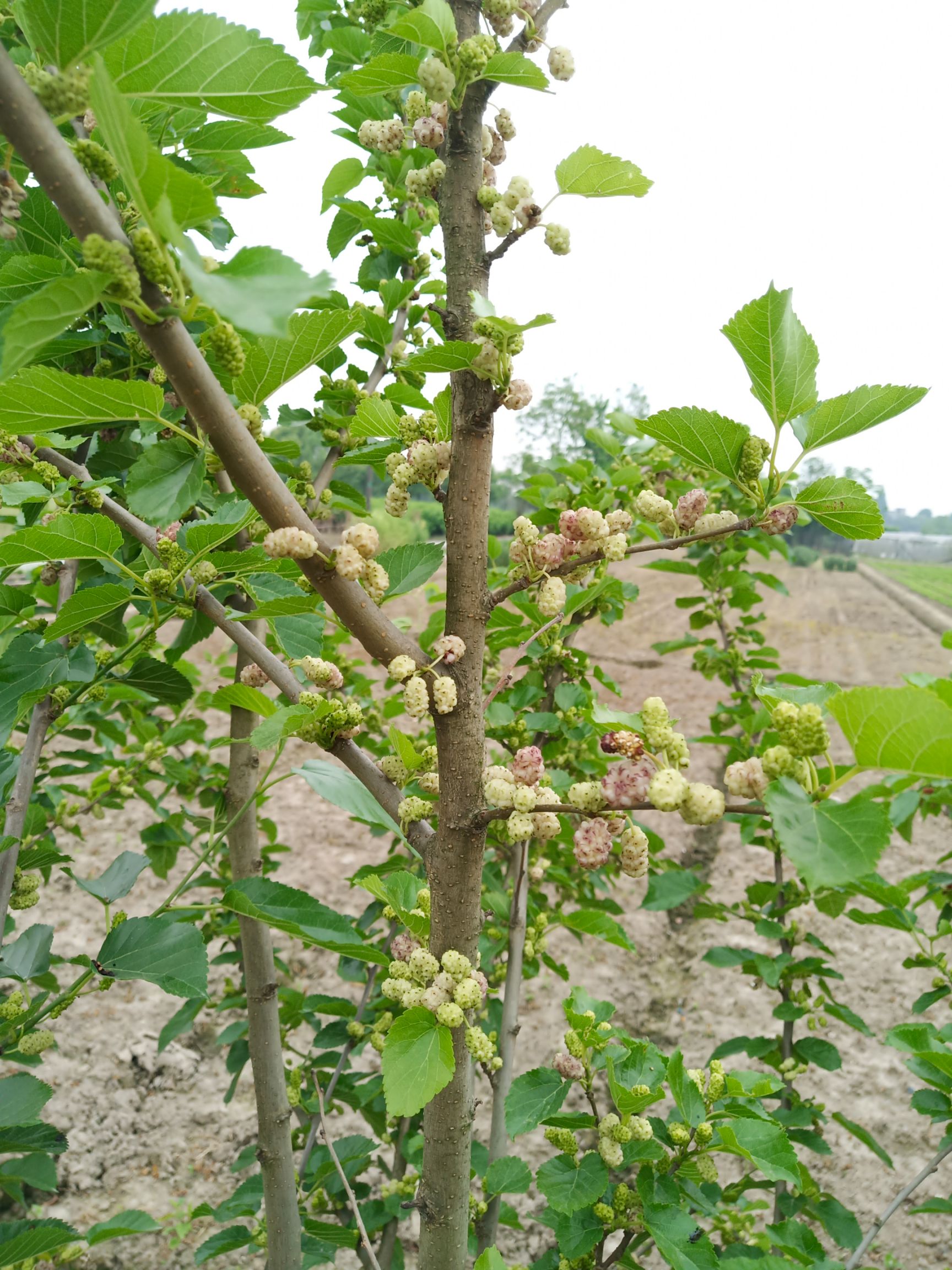 大白珍珠桑苗  白珍珠果桑苗 嫁接苗