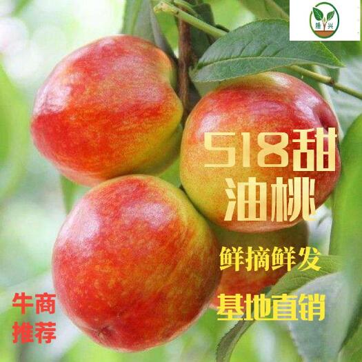 内乡县 河南油桃主产地油桃大量上市
