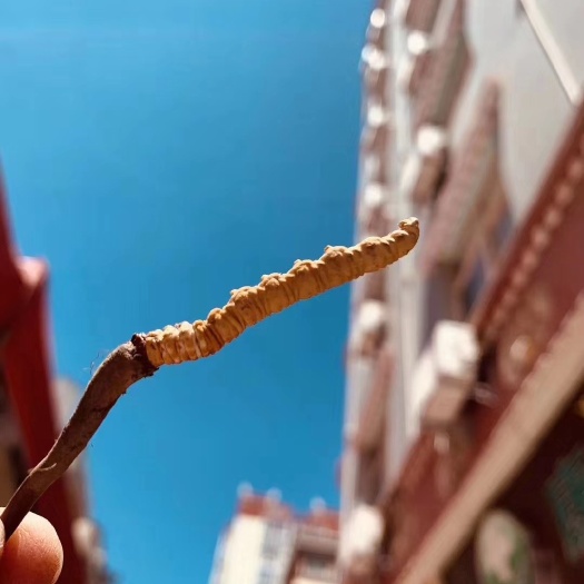  鲜虫草