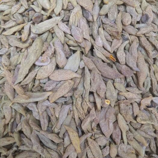犍为县川郁金  四川犍为县新民自产自销种植加工一手货源。