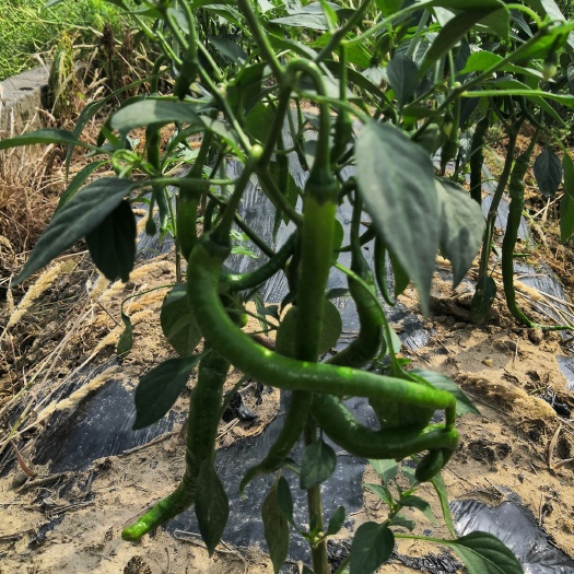 皱皮椒，香辣， 湖南怀化本地辣椒，大量购应，