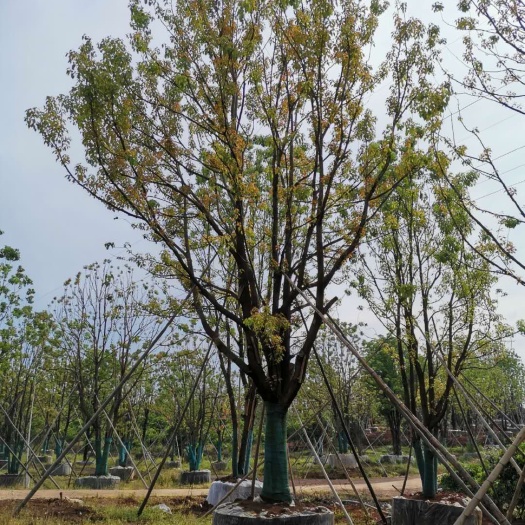 益阳小叶樟 栾树桂花广玉兰朴树乐昌含笑香泡香橼香柚椪柑