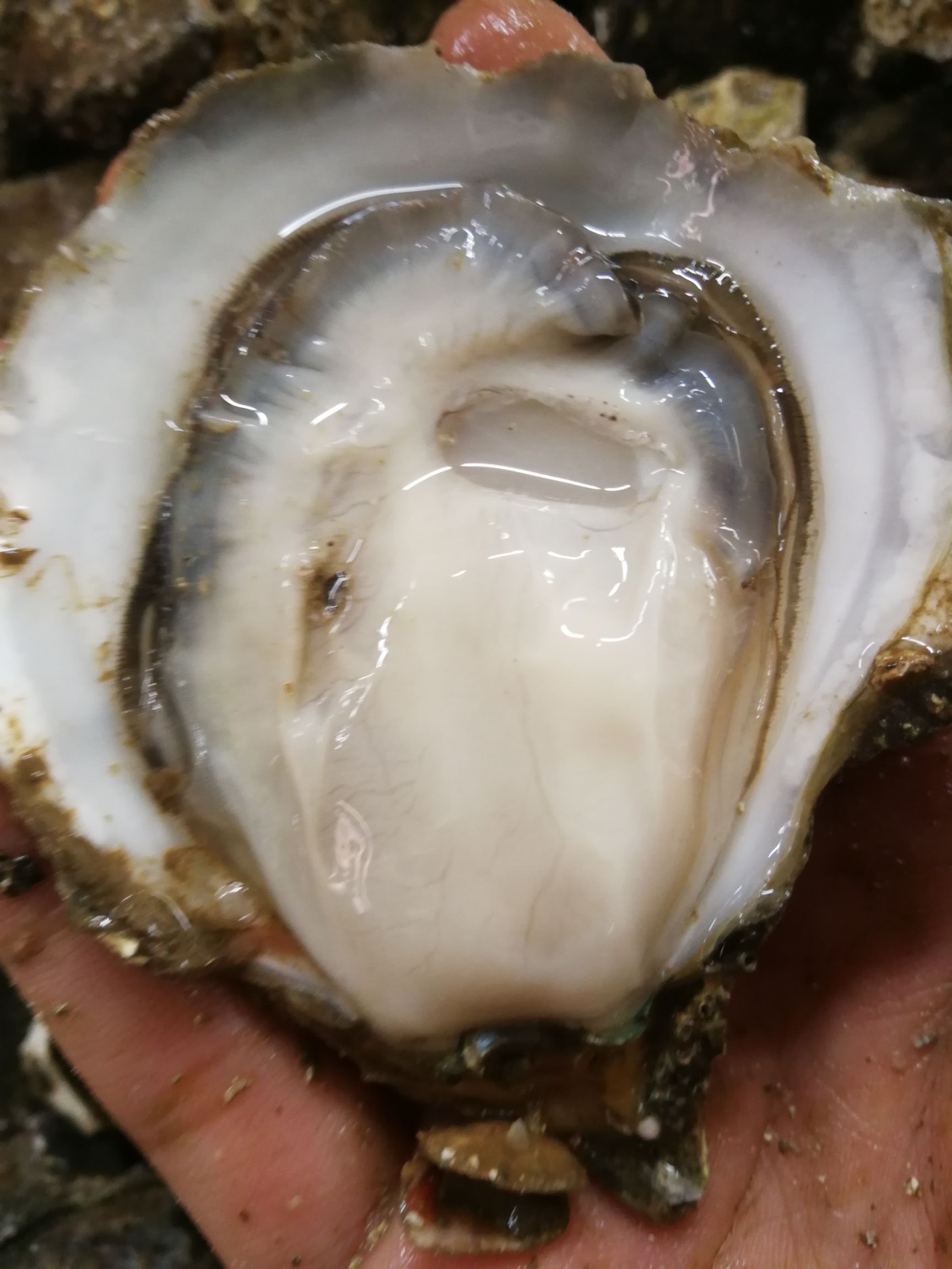  台山蚝批发小蚝4-6个一斤