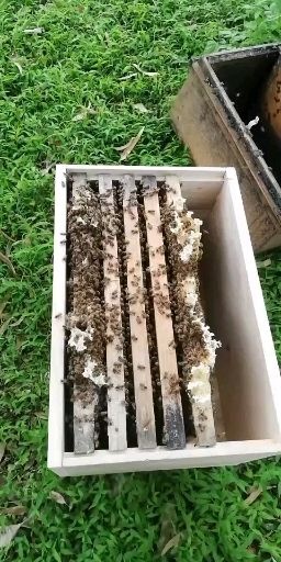 大田县土蜂   中蜂3脾加箱子155