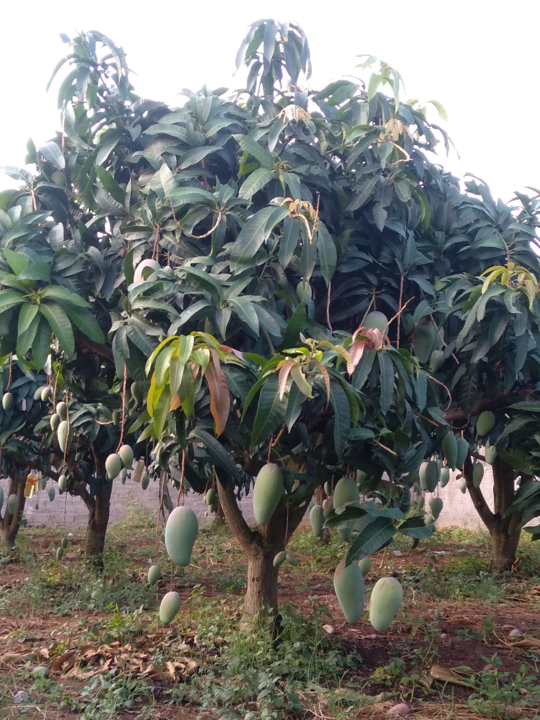 包邮金煌芒果广西北海产地直销，十多年老树果味香甜可口