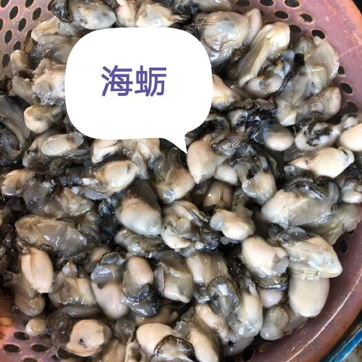 漳浦县长牡蛎 海蛎