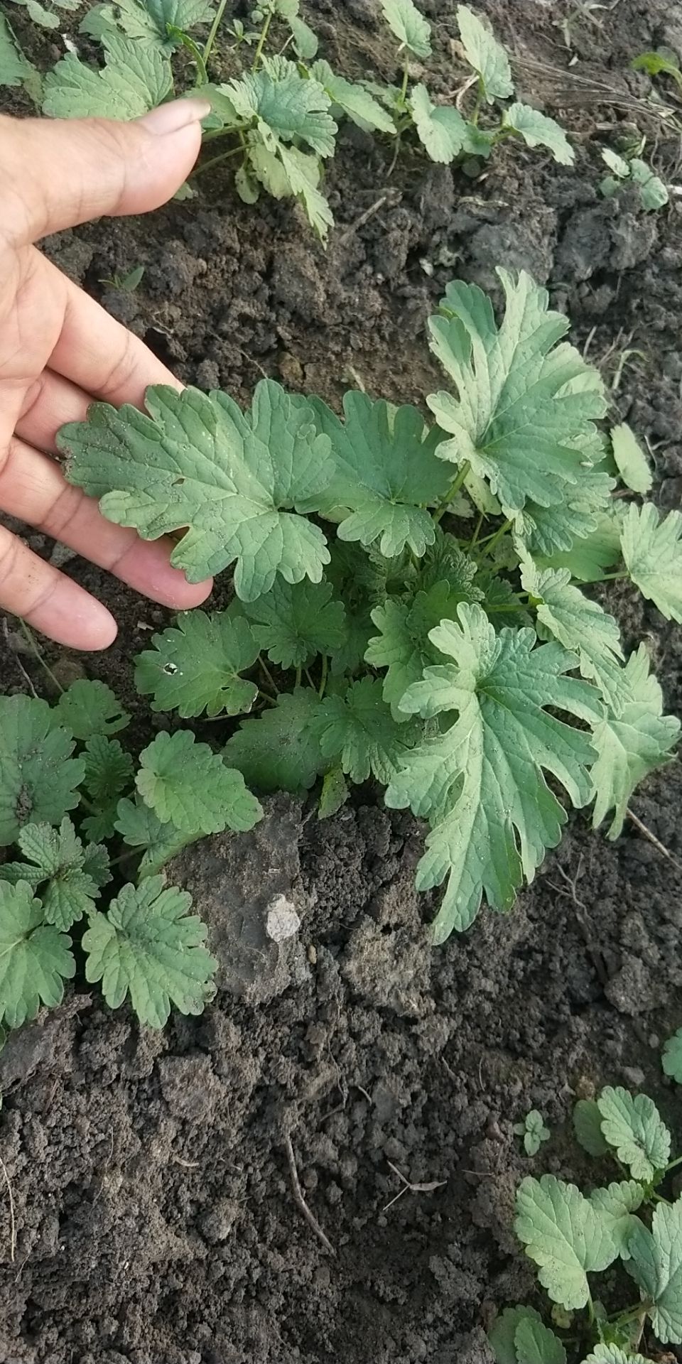 益母草 无污染