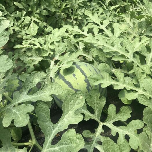 永清县 出售京欣西瓜