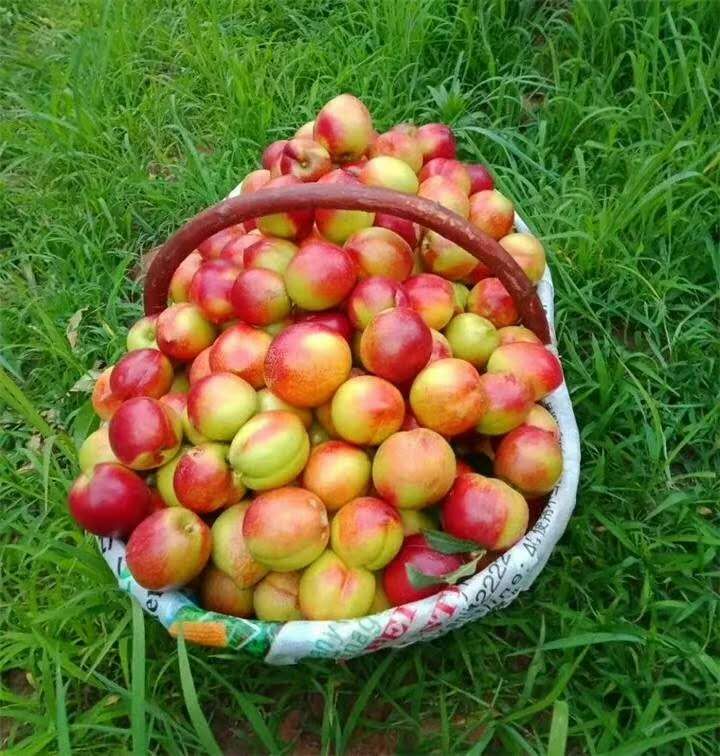  万亩油桃直发大量现货露天油桃