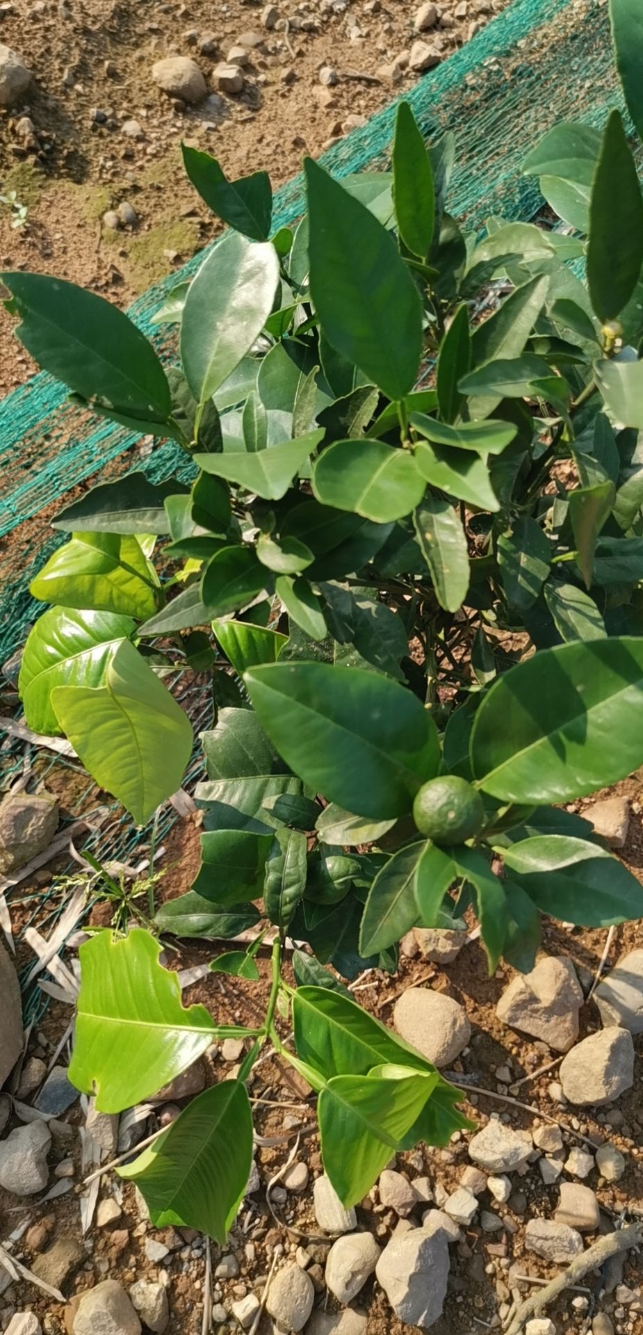  无公害有机荔枝