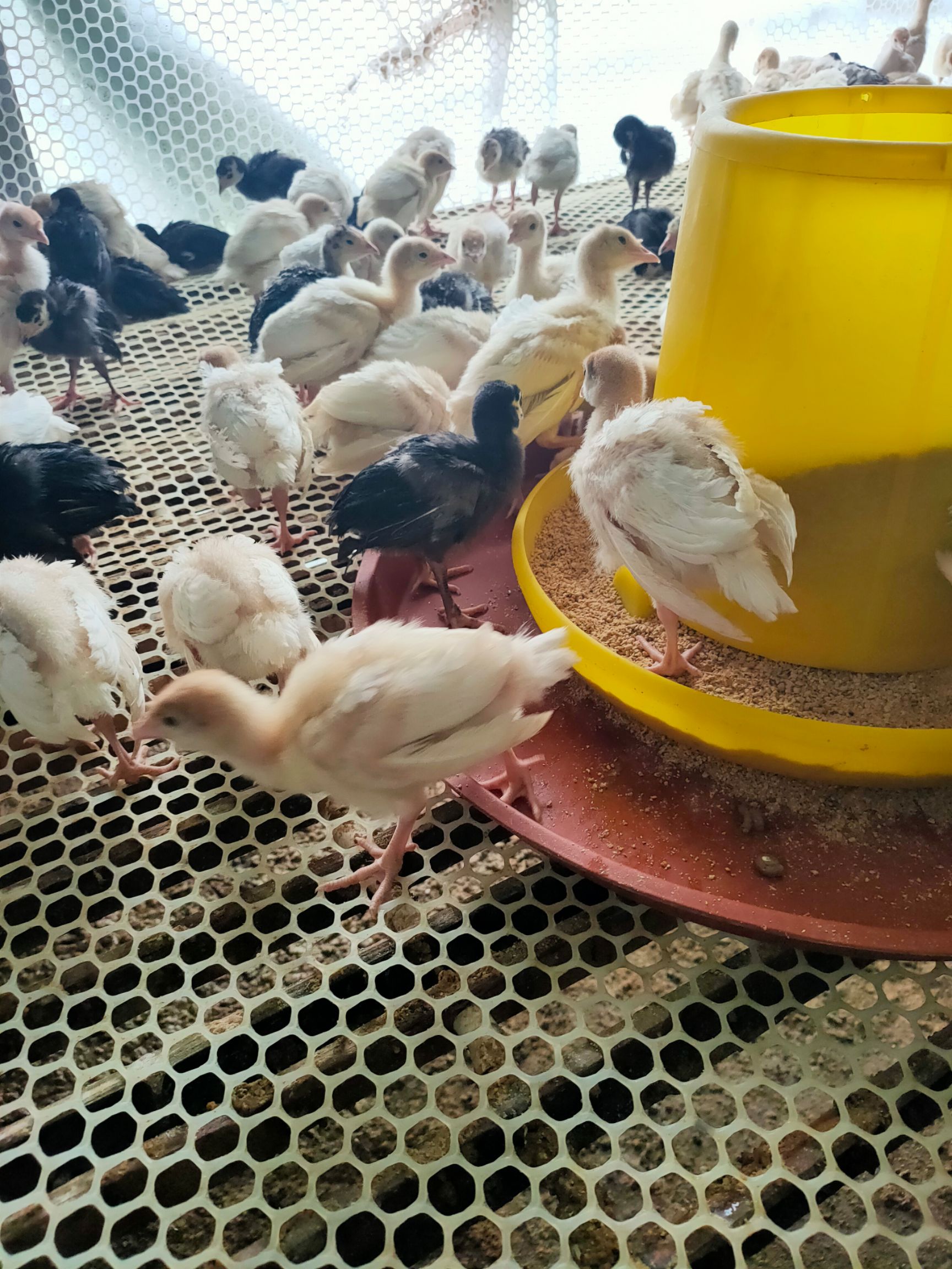 青铜尼古拉贝蒂娜火鸡脱温苗活体半大鸡雏出壳鸡包打疫苗厂家直销