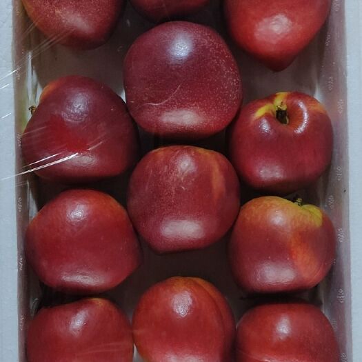 平度市126油桃 货源充足质量很好