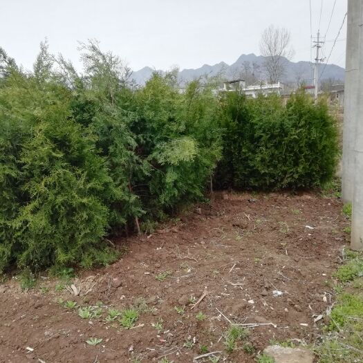 商洛窄冠侧柏 大批量成型侧柏，现货，诚心出售！