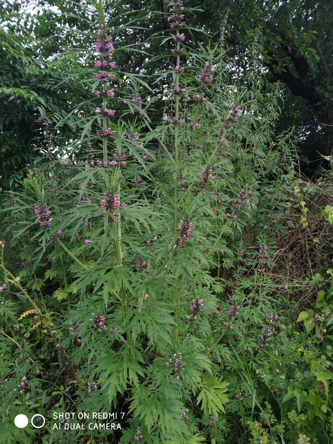 益母草