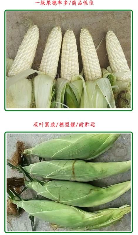 糯玉米种子 雪糯2017白糯玉米 高产 易种 糯性好