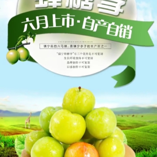 镇宁县 正崇六马蜂糖李种植户