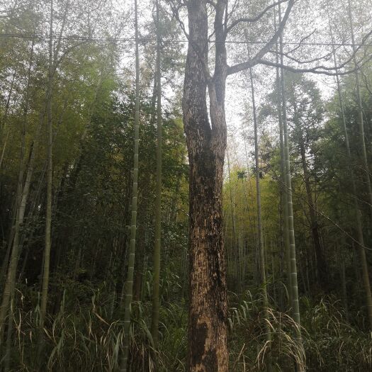 寿宁县樟木材 出售一棵40多年的一棵香樟树