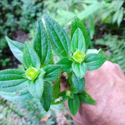 广州风柜斗草干货