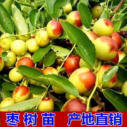平邑县枣树活苗 枣树苗嫁接沾化冬枣苗冰糖大枣 规格齐全 三包服务