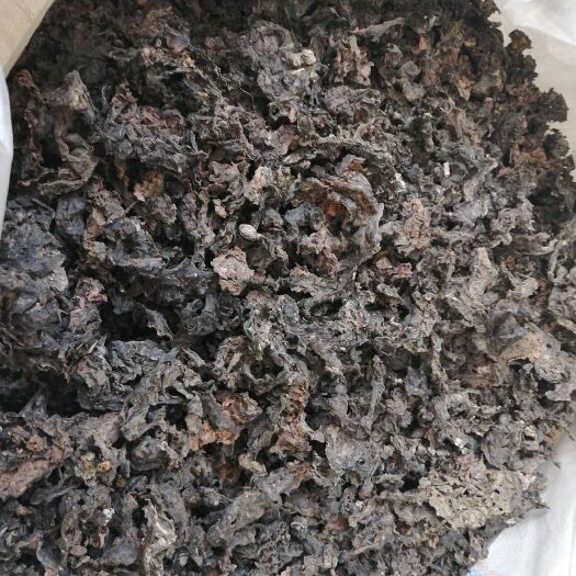 襄樊 地皮菜过筛各种规格大量供应