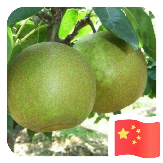泰兴市蜜梨 75mm以上 250-300g