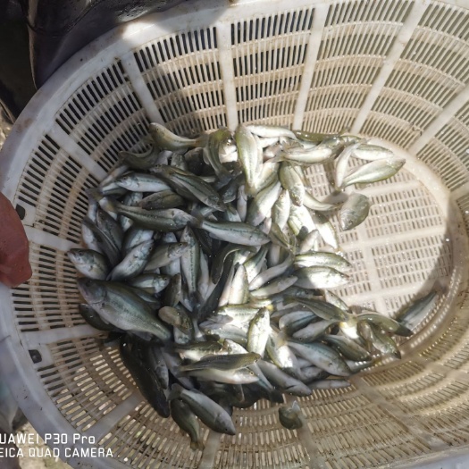 苏州 小鲈鱼苗一斤100条左右要的联系我