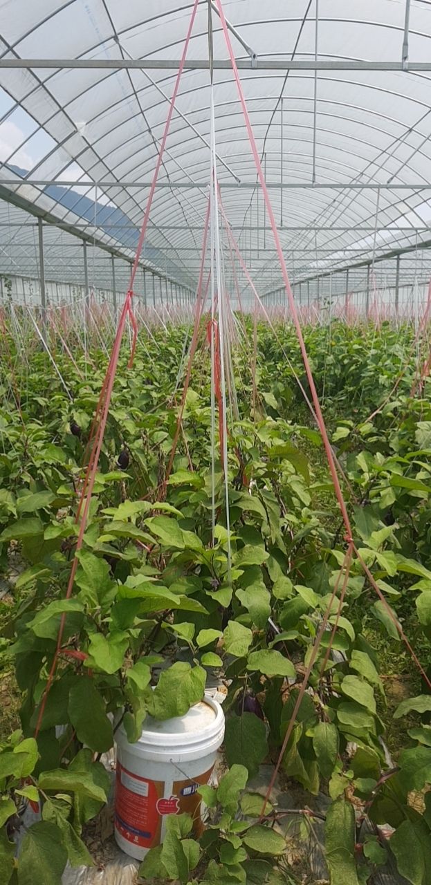 紫冠茄子 精品圆茄基地直发