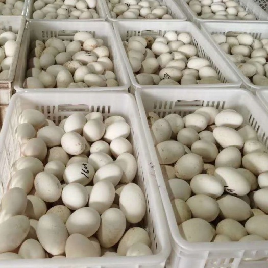 沛县白鸭蛋 食用 箱装
