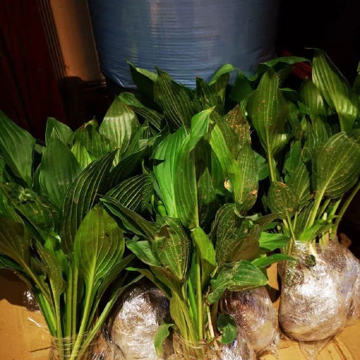 恩施市 玉簪花，玉簪花苗，适应能力强。