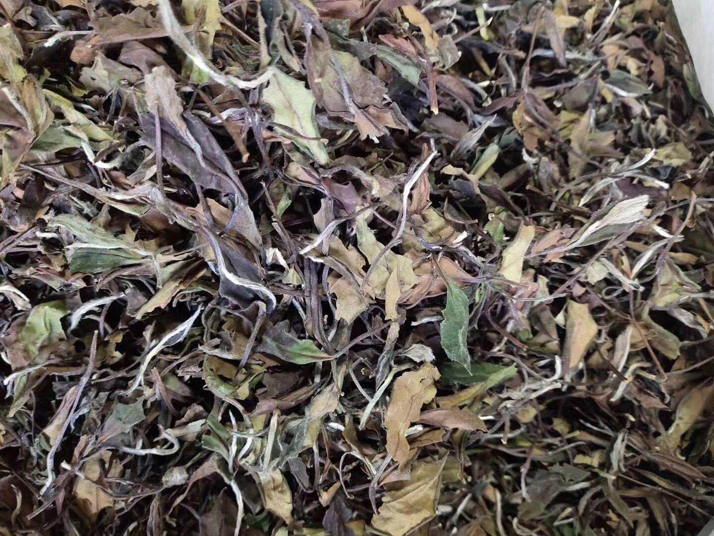 福鼎白茶 福鼎源头厂家