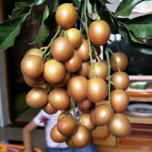 灵山县 黑黄皮果苗  当年结果 60-80高 耐储存 耐运输 包邮