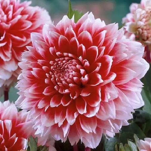 小丽花种子  大丽花重瓣巨型花四季种球地瓜花种子球根花卉庭院