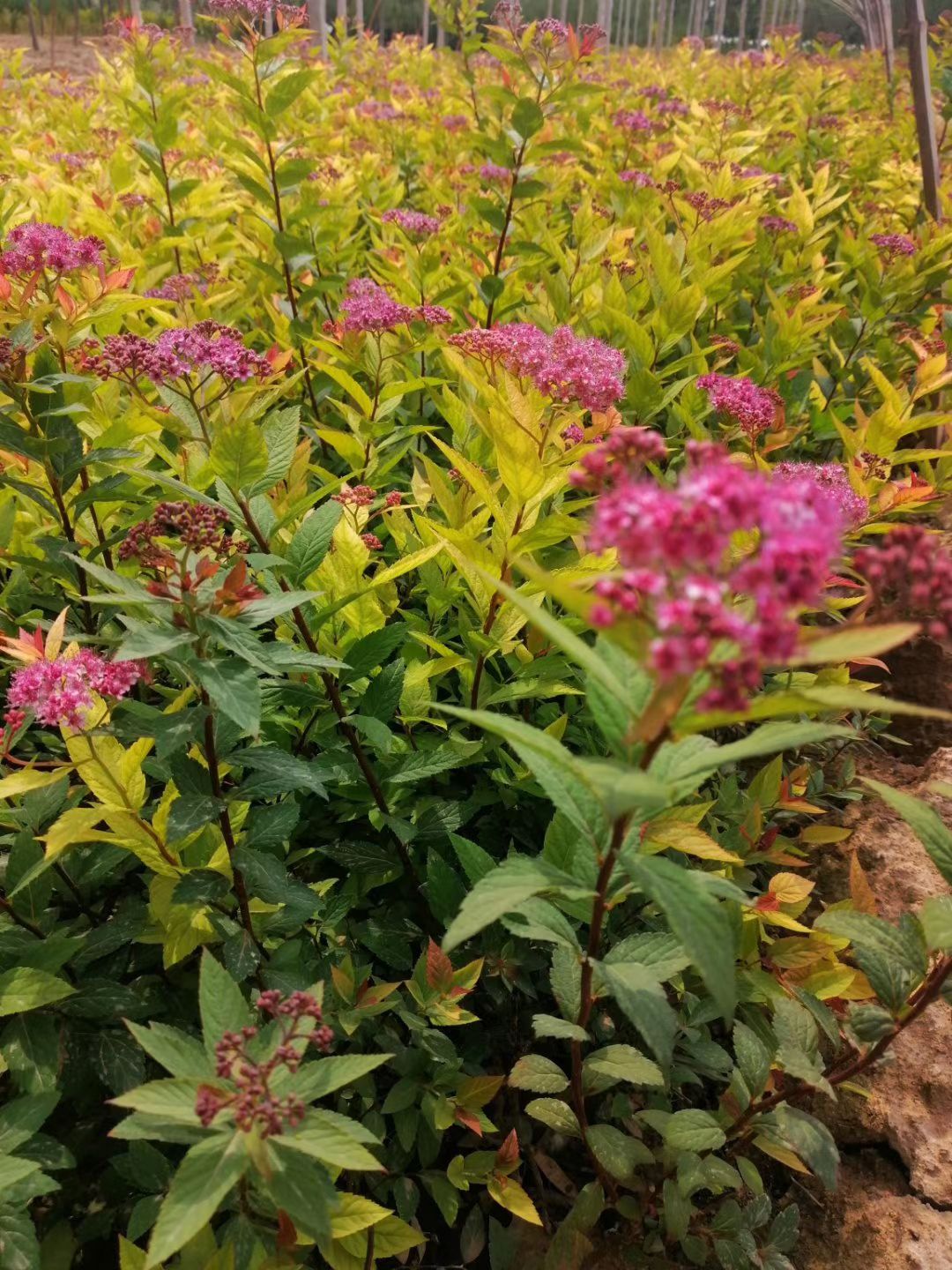 红花绣线菊苗 自家苗圃种植