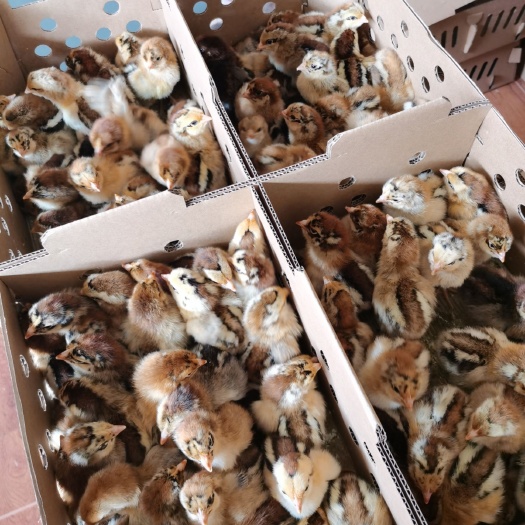 南宁良凤花鸡苗 良凤花母鸡
