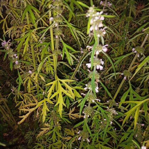 南靖县 红益母草草，白花益母草草