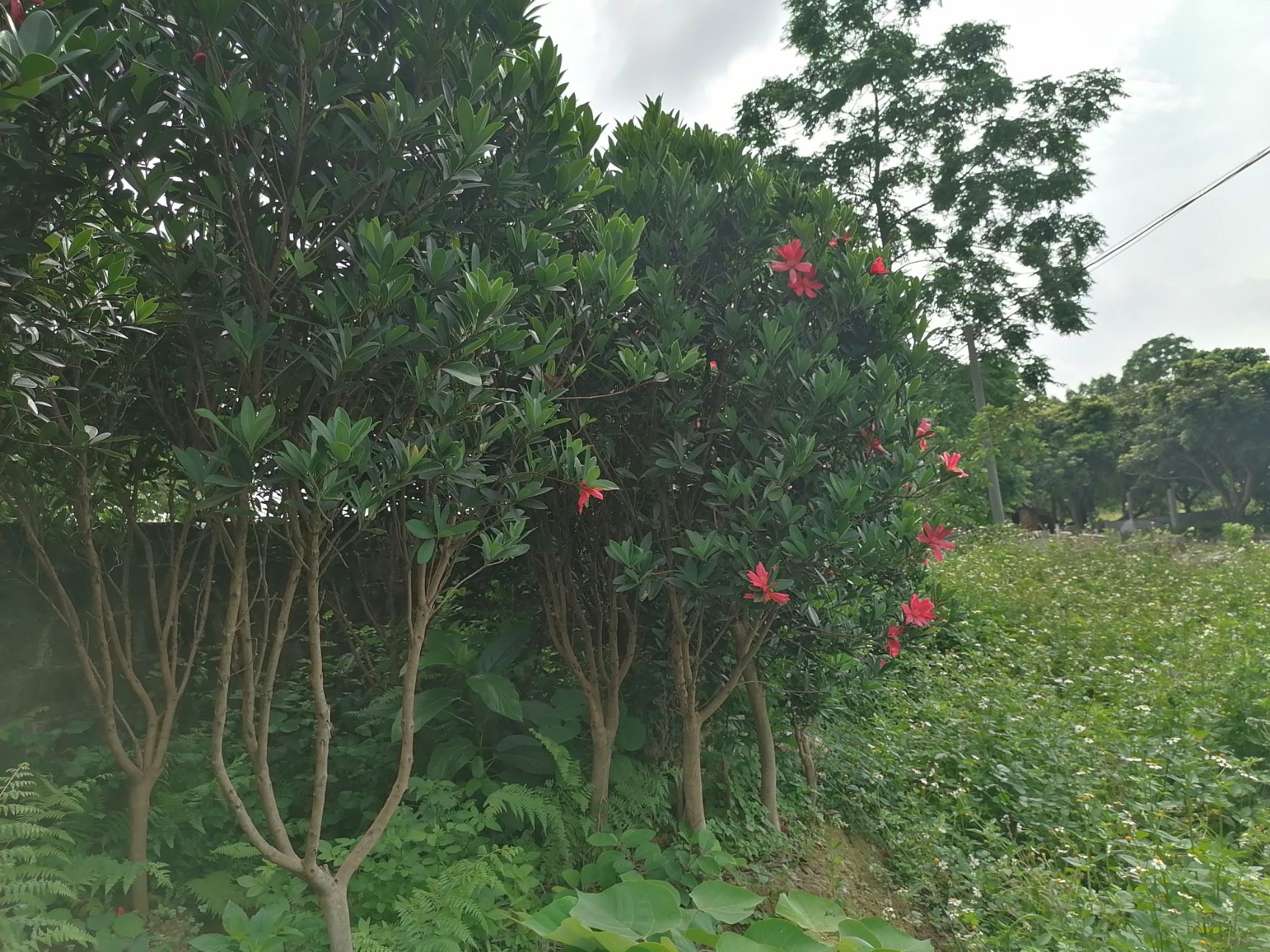 山茶花  四季红山茶