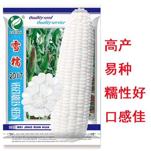 广州糯玉米种子 雪糯2017白糯玉米 高产 易种 糯性好