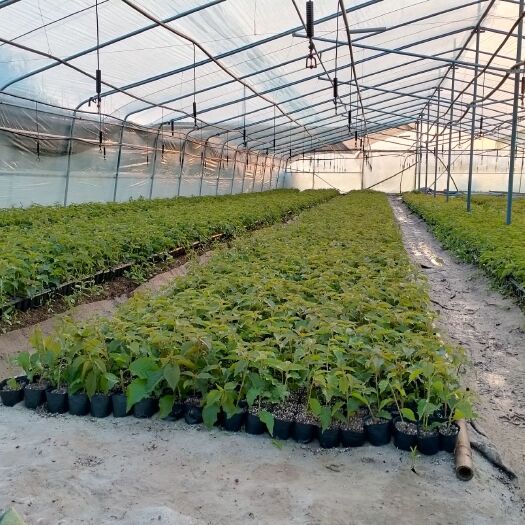 临朐县优质大樱桃砧木苗，临朐考特和兰丁二号。