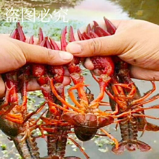 武汉 大量批发各种规格小龙虾