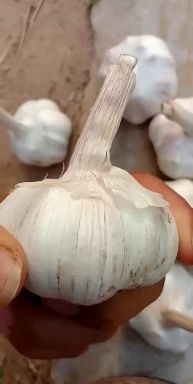 中牟县红皮蒜  中牟紫皮大蒜。