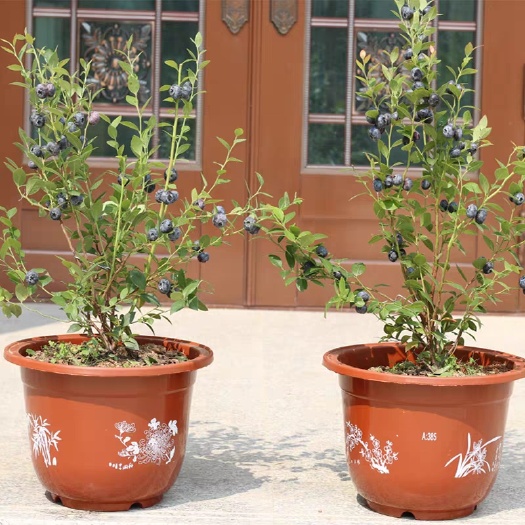 沭阳县 果树蓝莓树苗盆栽 南方北方室外种植蓝莓苗盆栽蓝莓苗带果